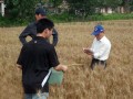 小麥十項栽培生產技術模式 確保穩產高產